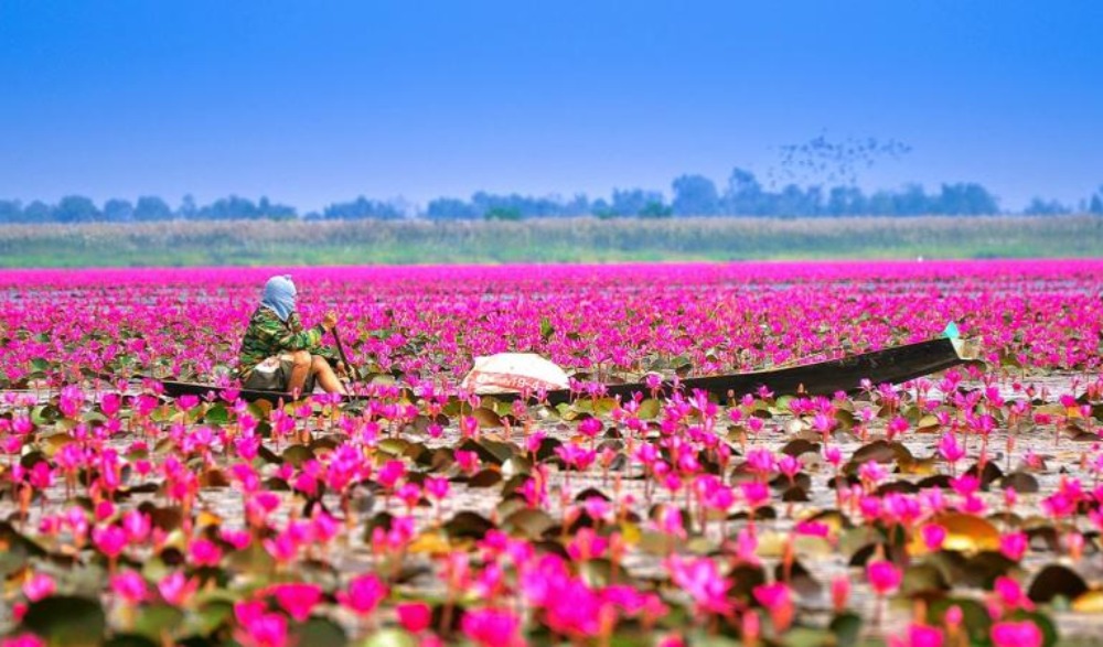 เทศกาลท่องเที่ยวทะเลบัวแดง ประจำปี 2565