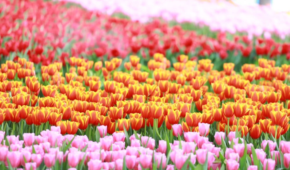 มหกรรมไม้ดอกอาเซียนเชียงราย 2020 "Chiang rai ASEAN Flower Festival 2020"