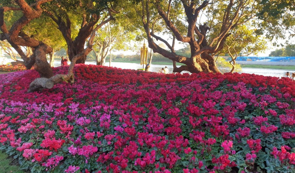 มหกรรมไม้ดอกอาเซียนเชียงราย 2020 "Chiang rai ASEAN Flower Festival 2020"