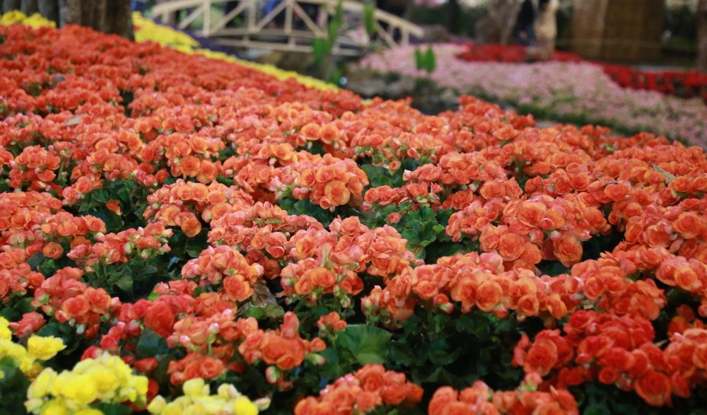 มหกรรมไม้ดอกอาเซียนเชียงราย 2020 "Chiang rai ASEAN Flower Festival 2020"