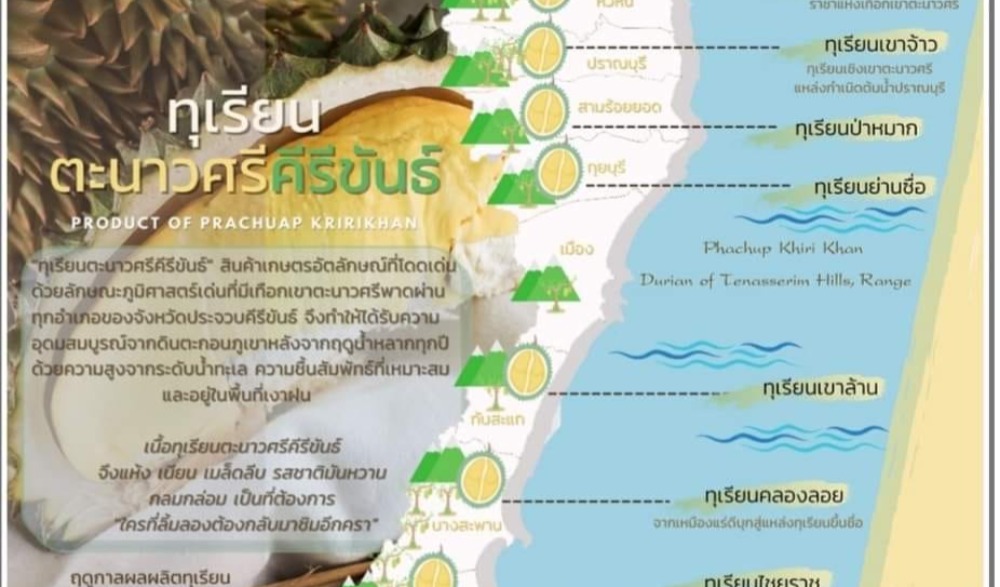 เทศกาลทุเรียนเขาจ้าว #ทุเรียนตะนาวศรีคีรีขันธ์