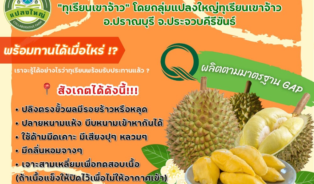 เทศกาลทุเรียนเขาจ้าว #ทุเรียนตะนาวศรีคีรีขันธ์