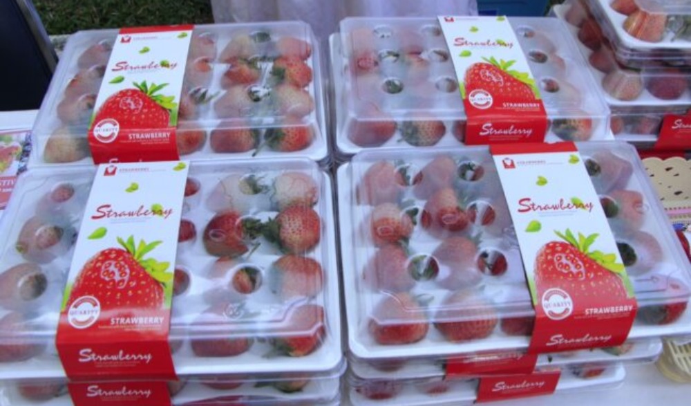 เทศกาลสตอเบอร์รี่ ของดีอำเภอสะเมิง