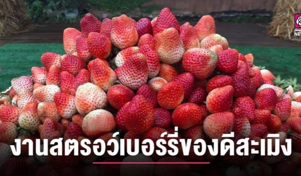 เทศกาลสตอเบอร์รี่ ของดีอำเภอสะเมิง