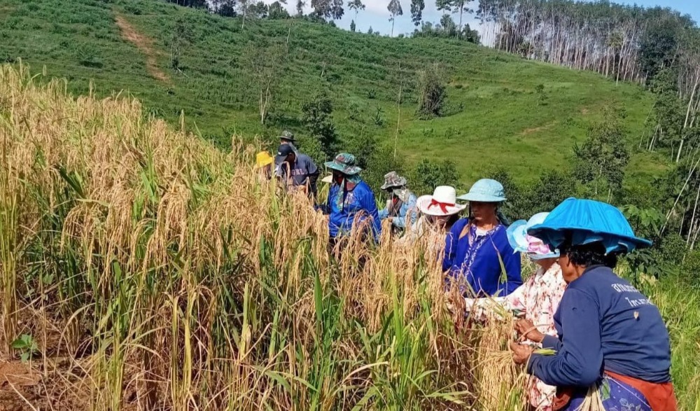โครงการอนุรักษ์สืบสานประเพณีการทำขวัญข้าว ประจำปี ๒๕๖๕
