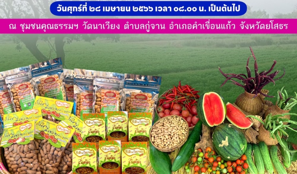 ตลาดนัดวัฒนธรรมวัดนาเวียง เที่ยวไร่ถั่วดิน กินถั่วลิสง