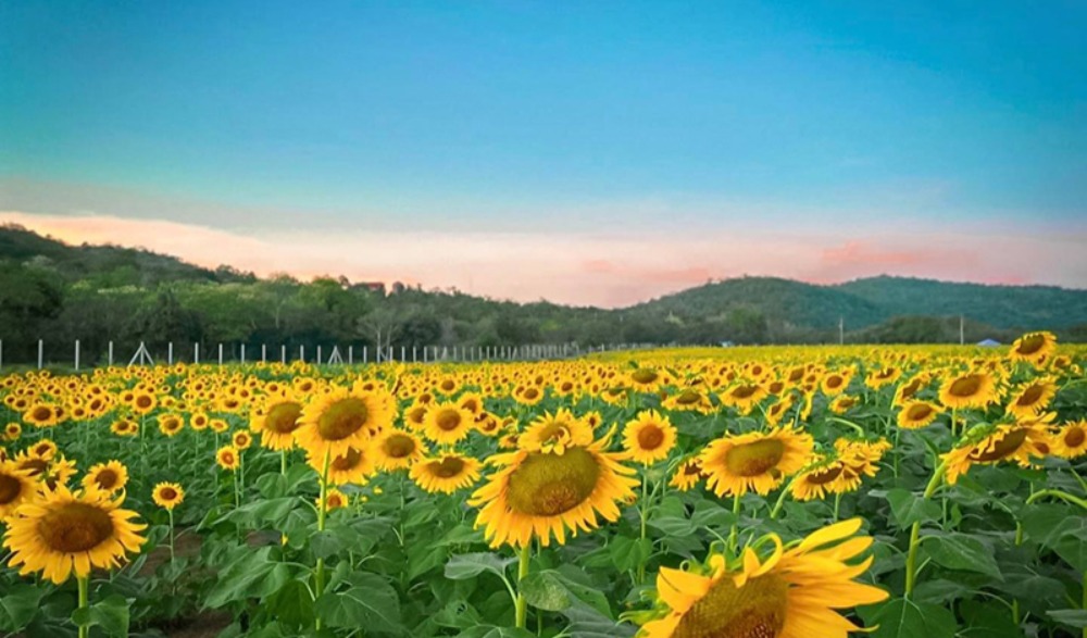ทุ่งทานตะวันสุพรรณบุรี จังหวัดสุพรรณบุรี