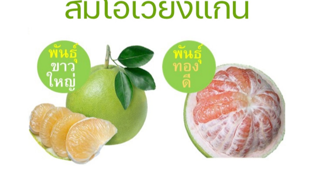 เทศกาลส้มโอและงานกาชาดอำเภอเวียงแก่น ประจำปี 2566