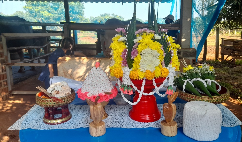 ประเพณีสู่ขวัญควาย