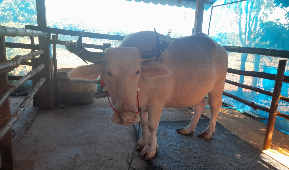 ประเพณีสู่ขวัญควาย