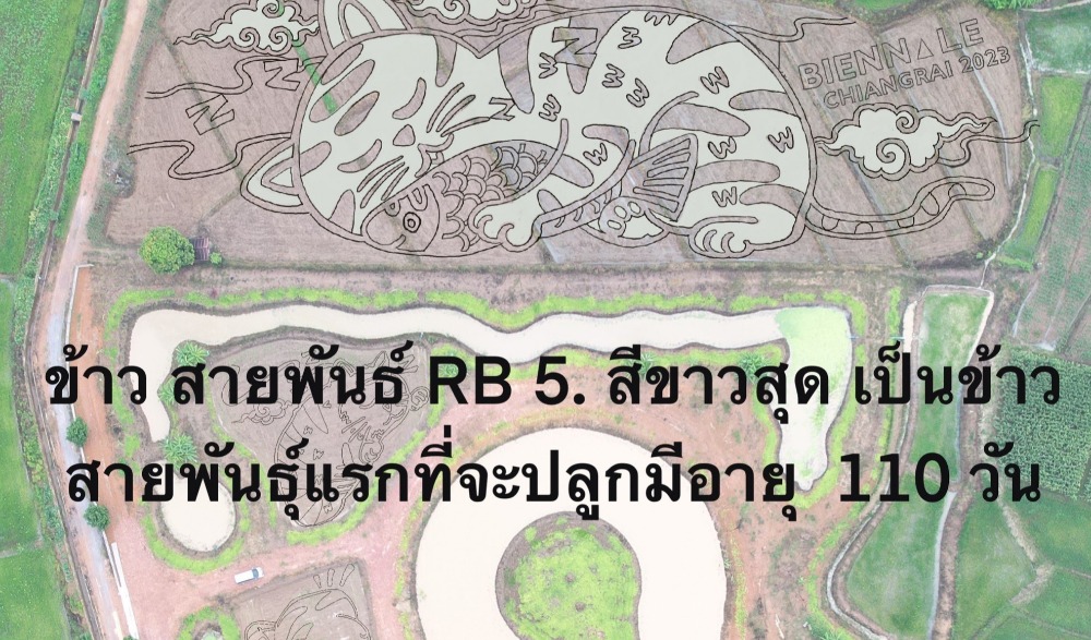 ปลูกข้าว ทำศิลปะในนาข้าว