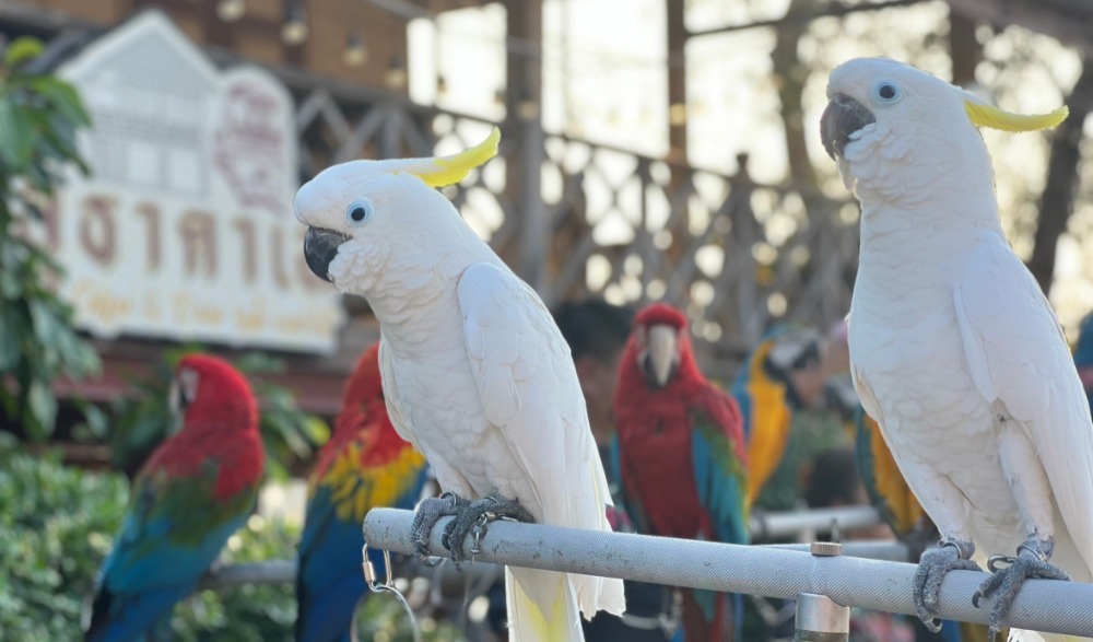 เดินถนน ชมศิลป์ กินขนมโบราณ อาหารในวรรณคดี ริมนทีเมืองแม่กลอง