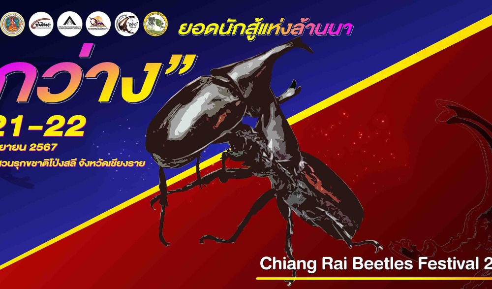 “กว่าง” ยอดนักสู้แห่งล้านนา (Chiang Rai Beetles Festival 2024)